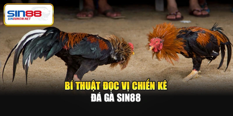 Bí thuật đọc vị chiến kê đá gà Sin88