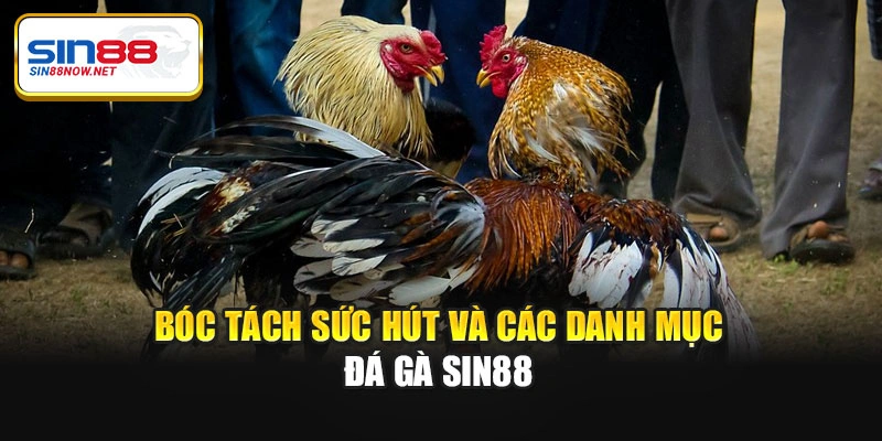 Bóc tách sức hút và các danh mục đá gà Sin88
