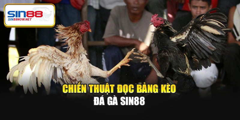 Chiến thuật đọc bảng kèo đá gà Sin88